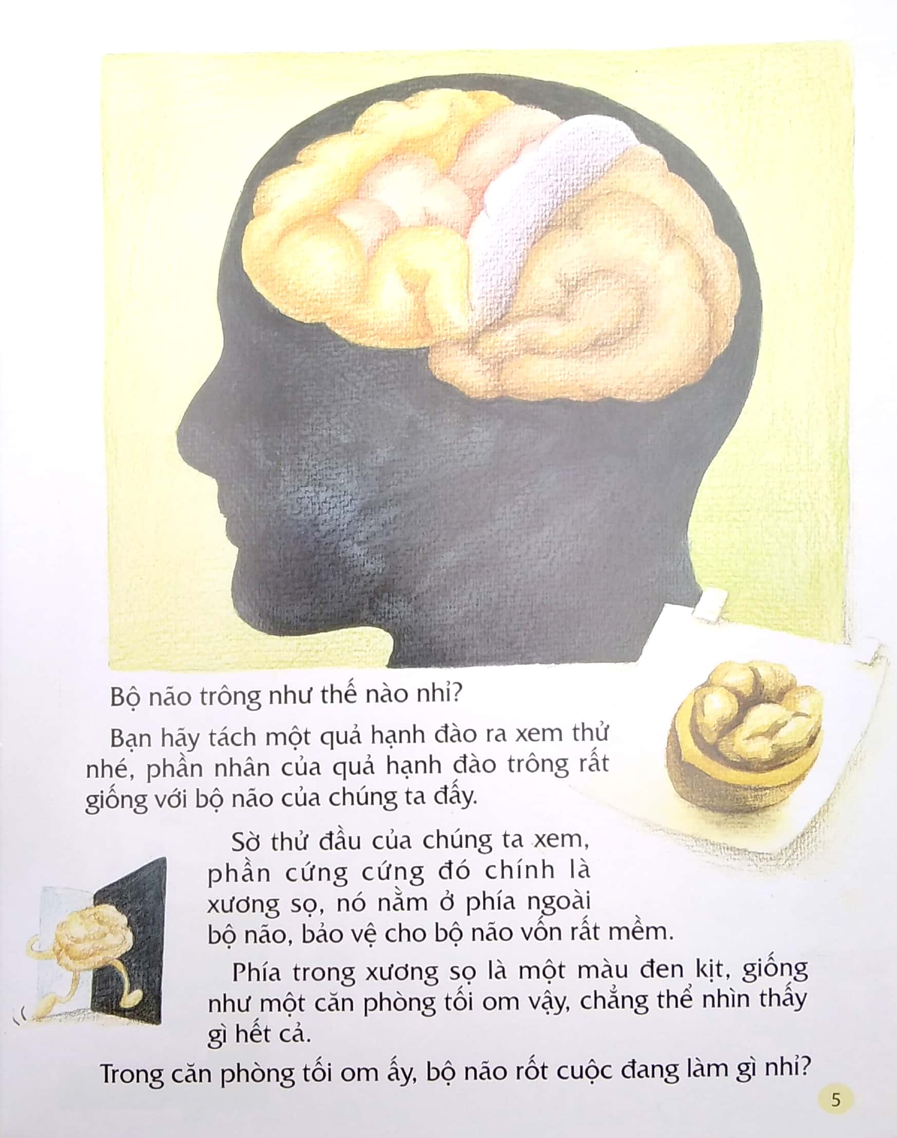 từ đầu đến chân, bao điều mới lạ - não bộ - Ảnh 4