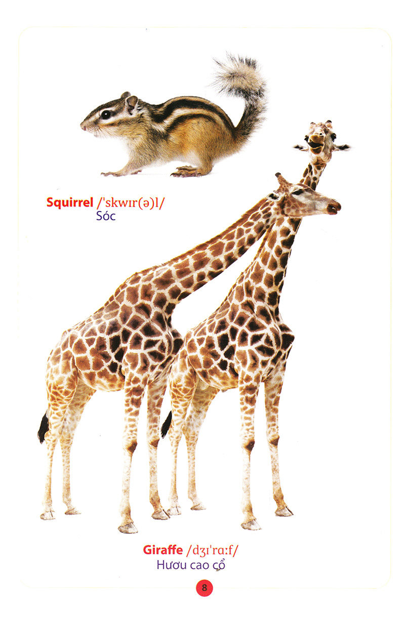 từ điển anh – việt bằng hình động vật - Ảnh 10