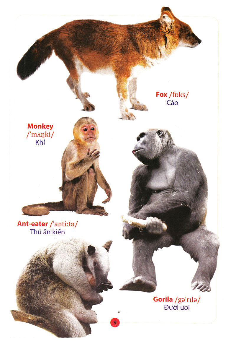 từ điển anh – việt bằng hình động vật - Ảnh 11