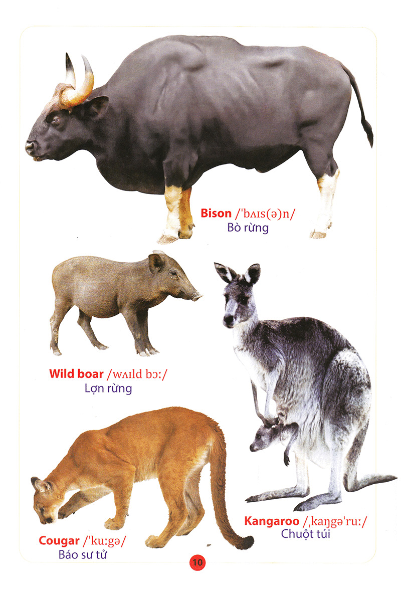 từ điển anh – việt bằng hình động vật - Ảnh 12