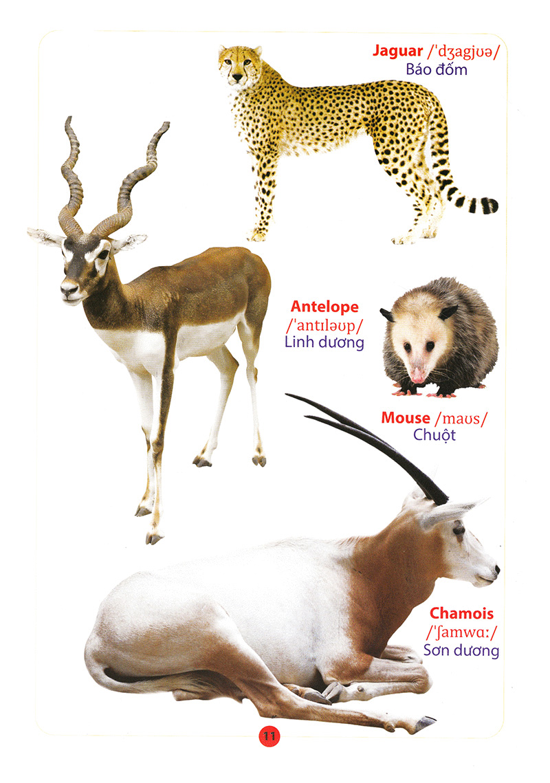 từ điển anh – việt bằng hình động vật - Ảnh 13