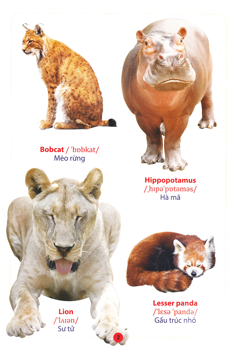 từ điển anh – việt bằng hình động vật - Ảnh 4