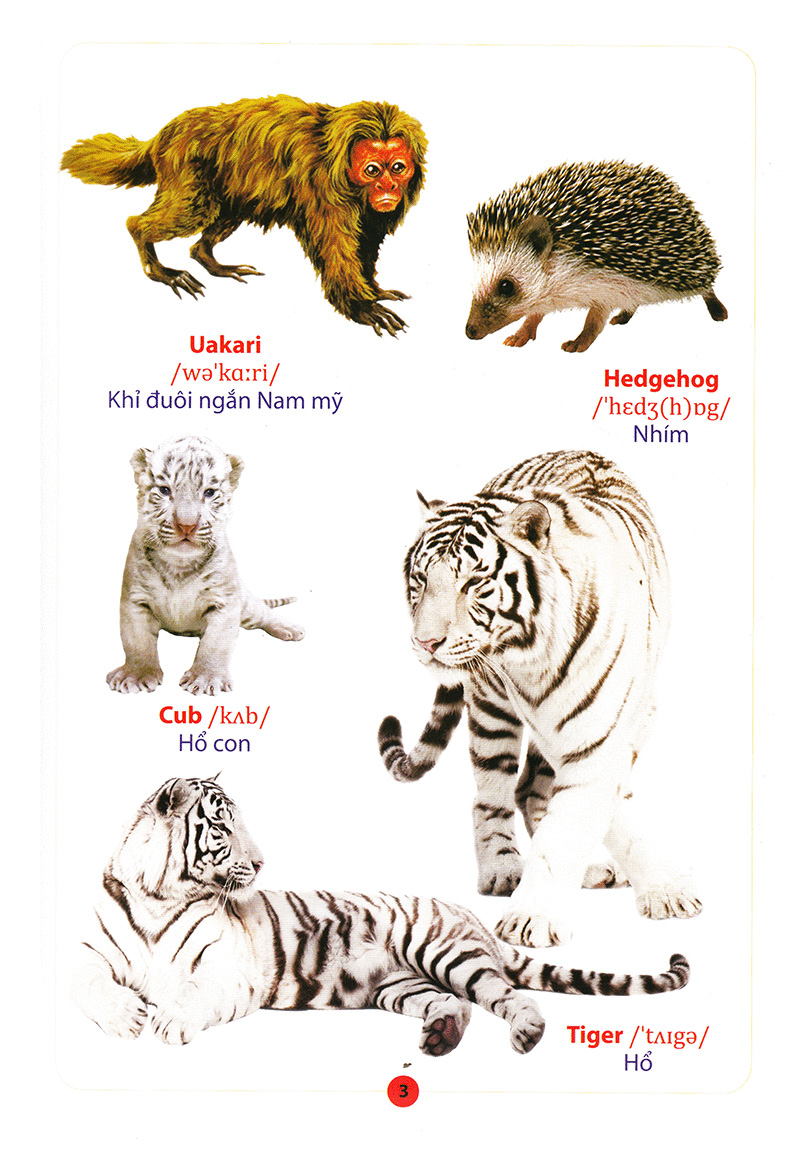 từ điển anh – việt bằng hình động vật - Ảnh 5