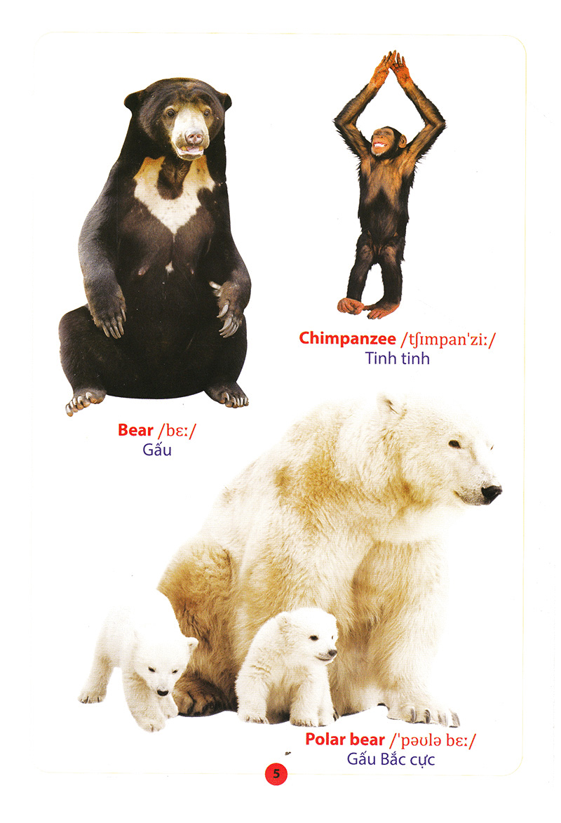 từ điển anh – việt bằng hình động vật - Ảnh 7
