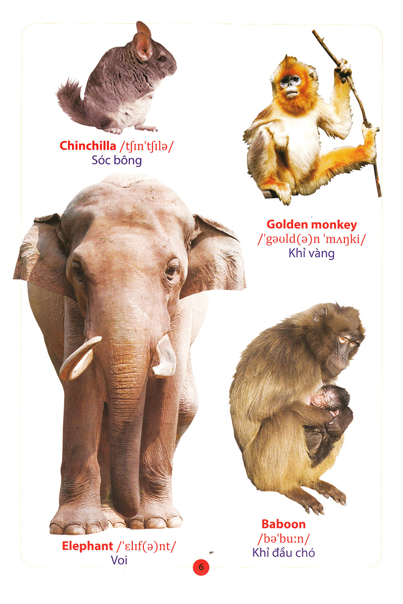 từ điển anh – việt bằng hình động vật - Ảnh 8
