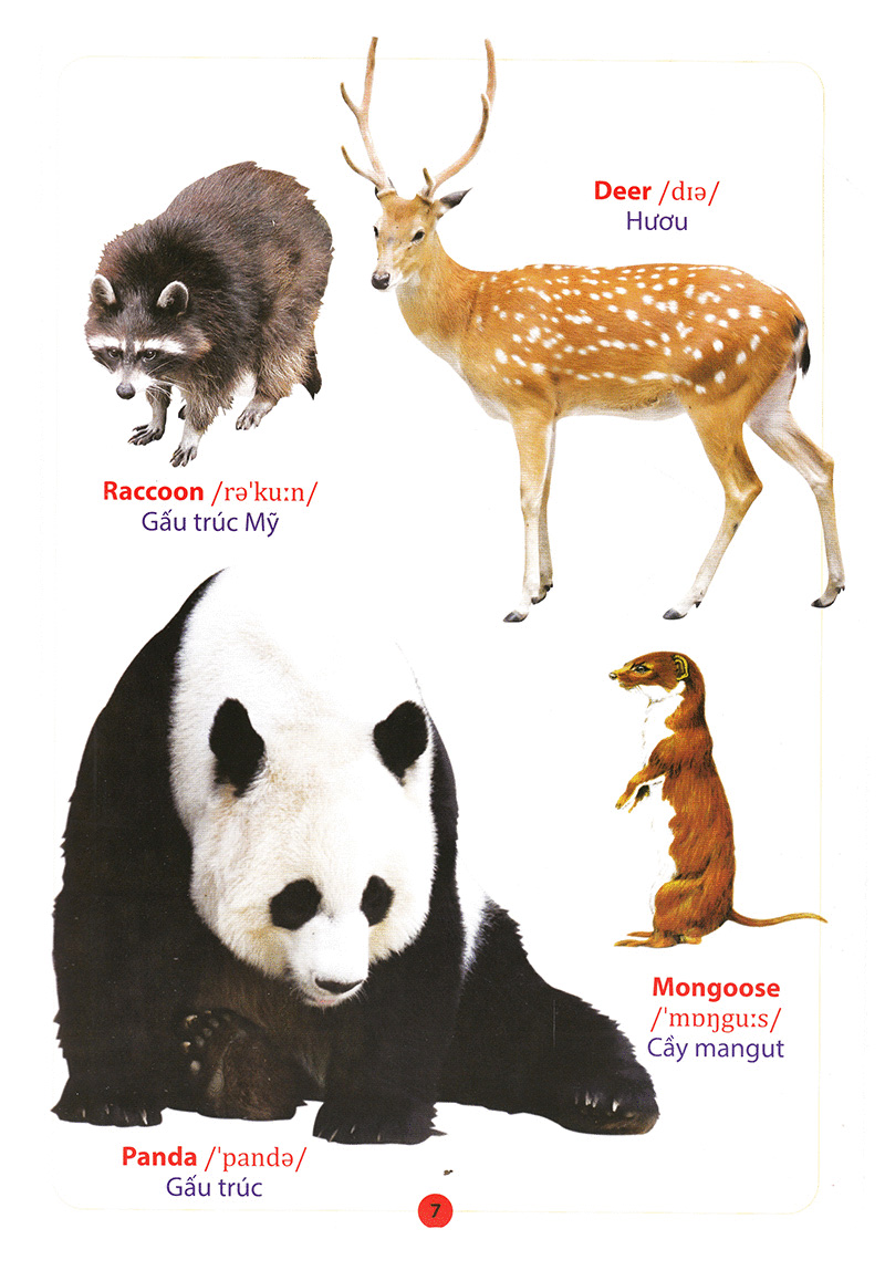 từ điển anh – việt bằng hình động vật - Ảnh 9