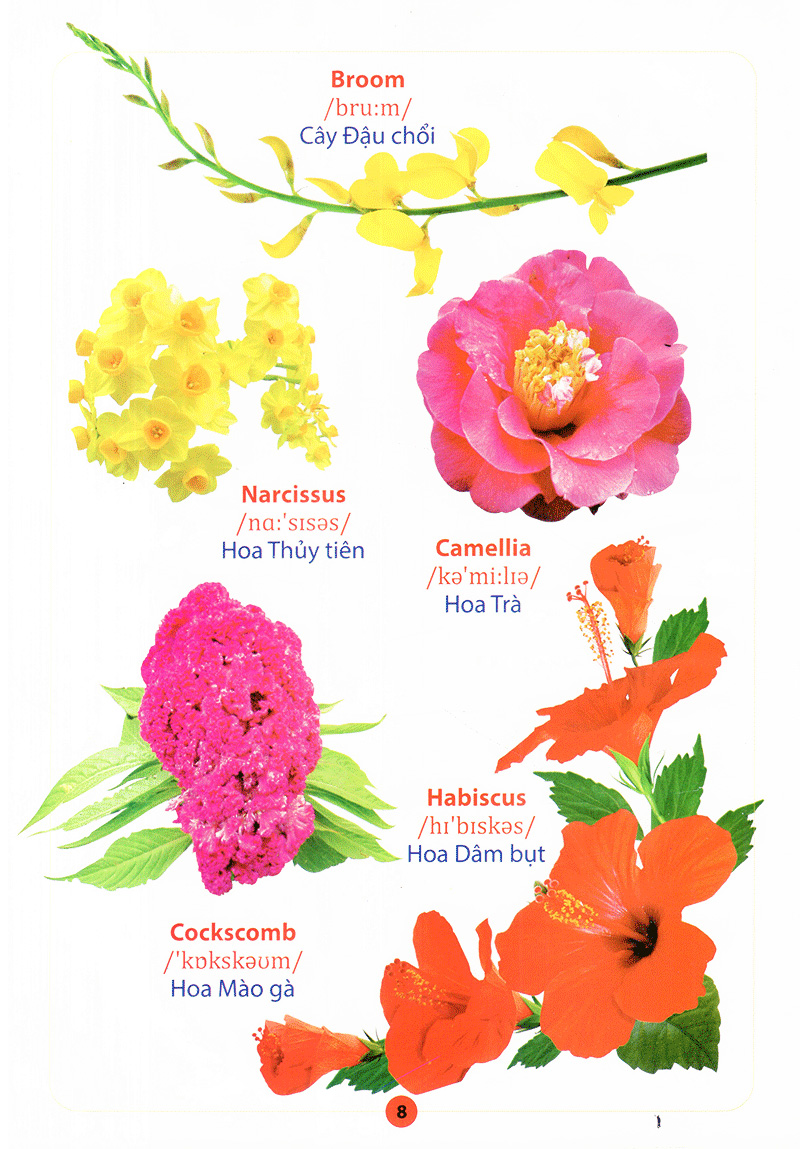 từ điển anh - việt bằng hình - hoa, quả, rau, củ - Ảnh 10