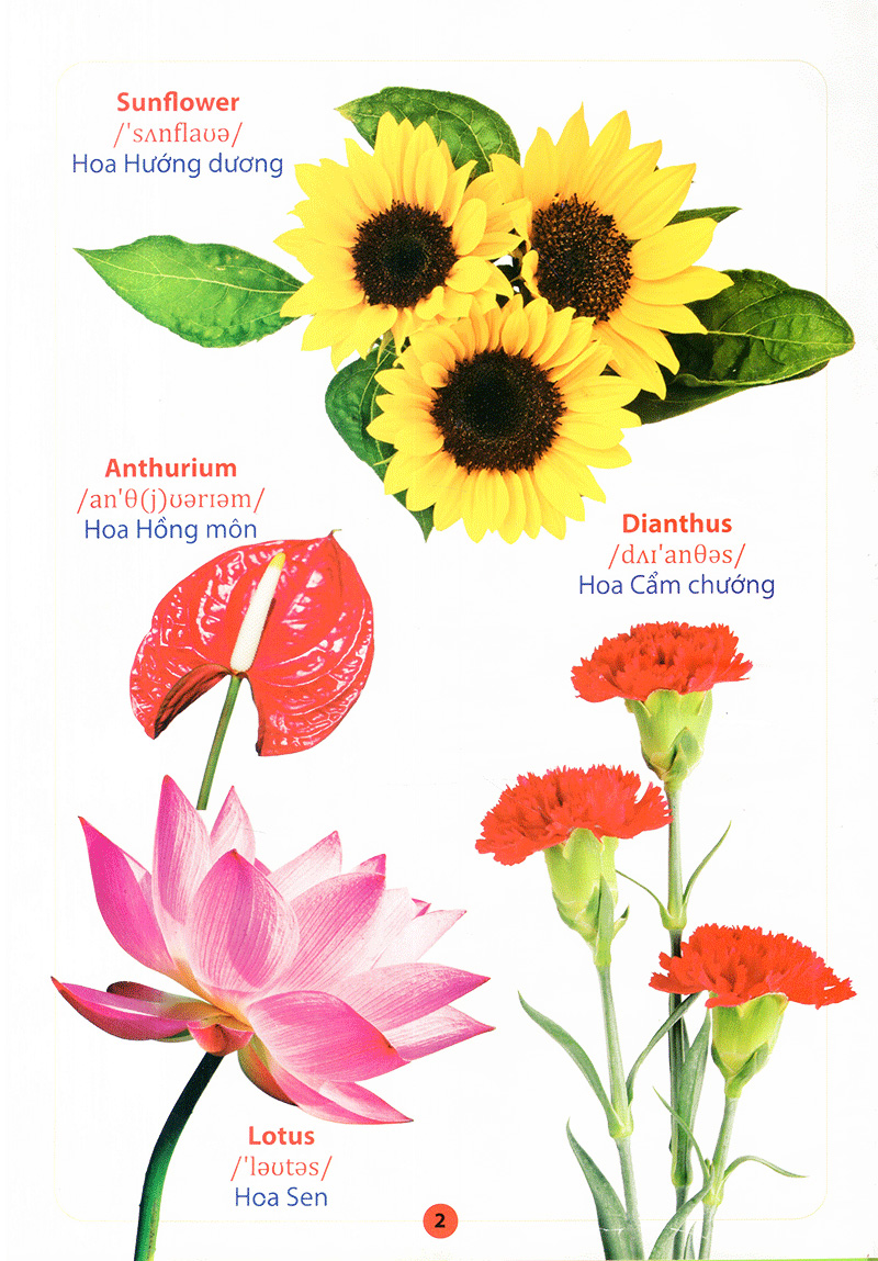 từ điển anh - việt bằng hình - hoa, quả, rau, củ - Ảnh 4