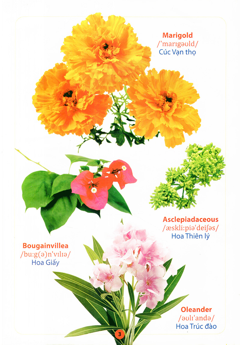 từ điển anh - việt bằng hình - hoa, quả, rau, củ - Ảnh 5