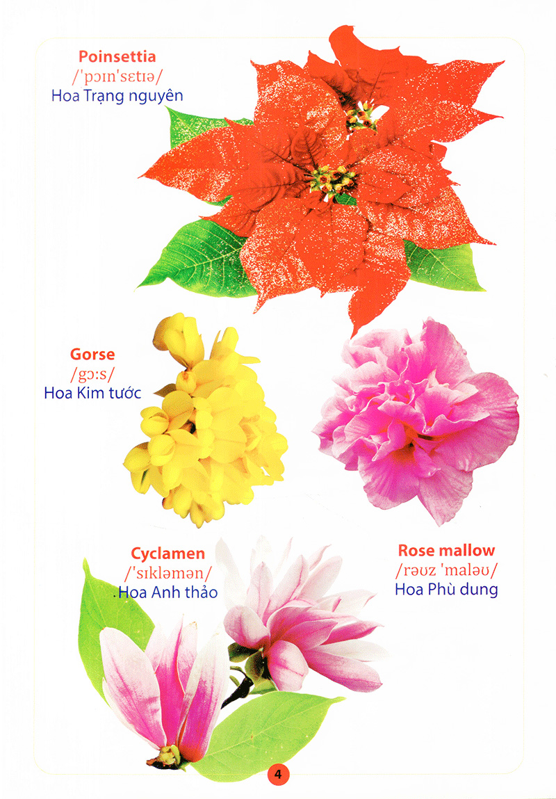 từ điển anh - việt bằng hình - hoa, quả, rau, củ - Ảnh 6