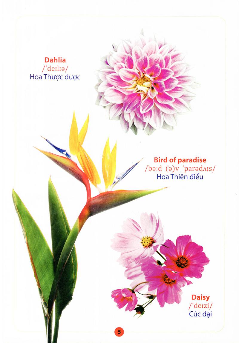 từ điển anh - việt bằng hình - hoa, quả, rau, củ - Ảnh 7