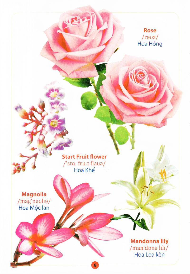 từ điển anh - việt bằng hình - hoa, quả, rau, củ - Ảnh 8