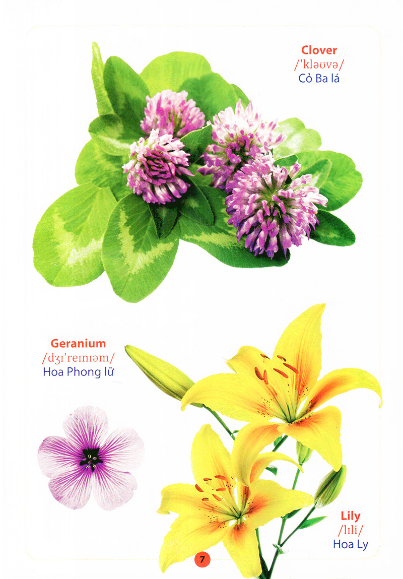 từ điển anh - việt bằng hình - hoa, quả, rau, củ - Ảnh 9