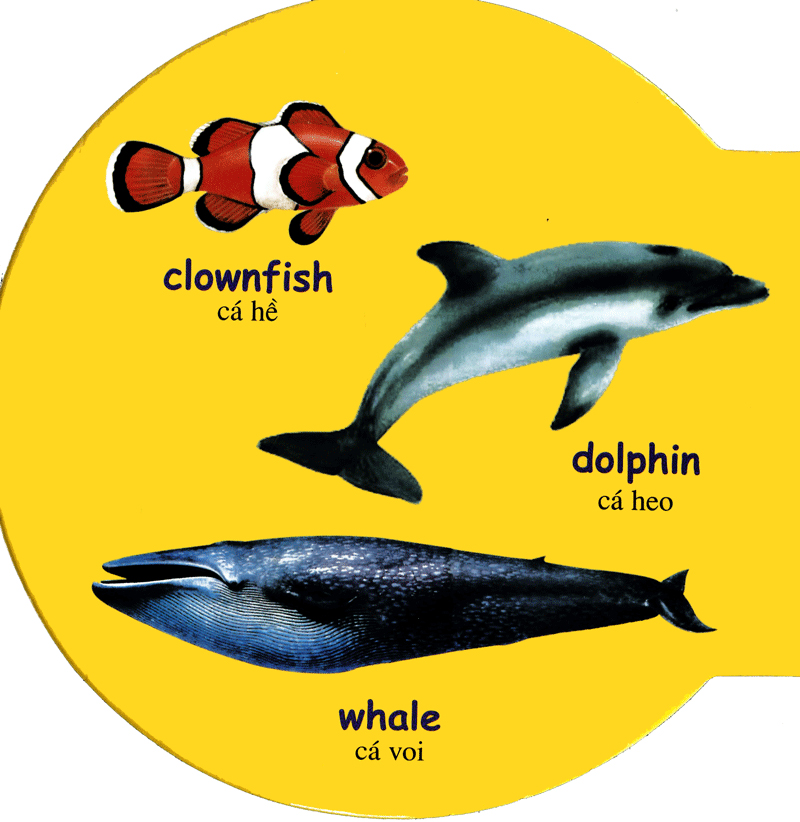 từ điển anh - việt bằng hình: sea animals - động vật biển - Ảnh 3