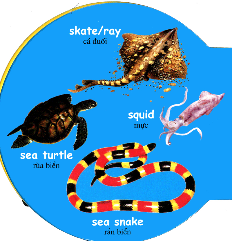 từ điển anh - việt bằng hình: sea animals - động vật biển - Ảnh 5
