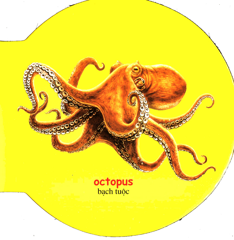 từ điển anh - việt bằng hình: sea animals - động vật biển - Ảnh 6