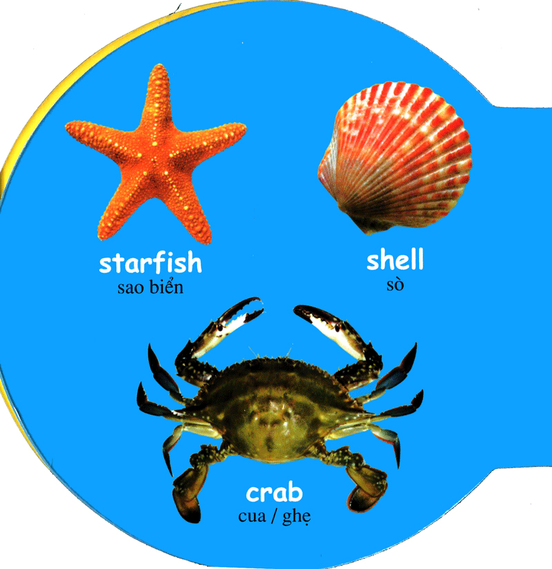 từ điển anh - việt bằng hình: sea animals - động vật biển - Ảnh 7