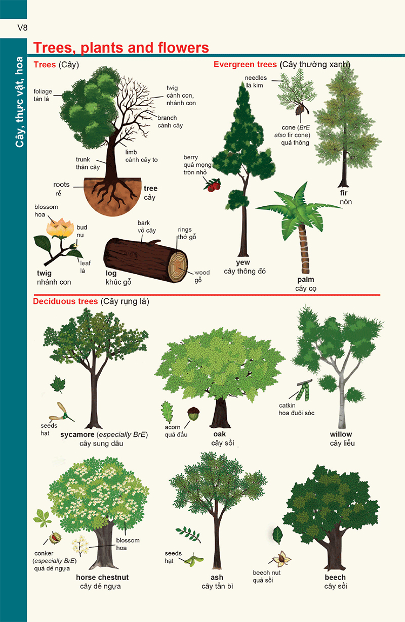 từ điển anh - việt dành cho học sinh (2020) - Ảnh 17
