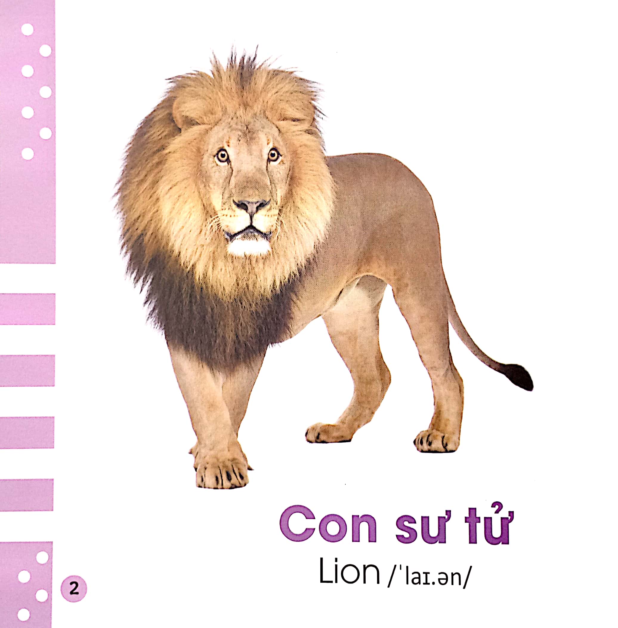 từ điển bằng hình cho bé - các loài động vật - animals - Ảnh 3