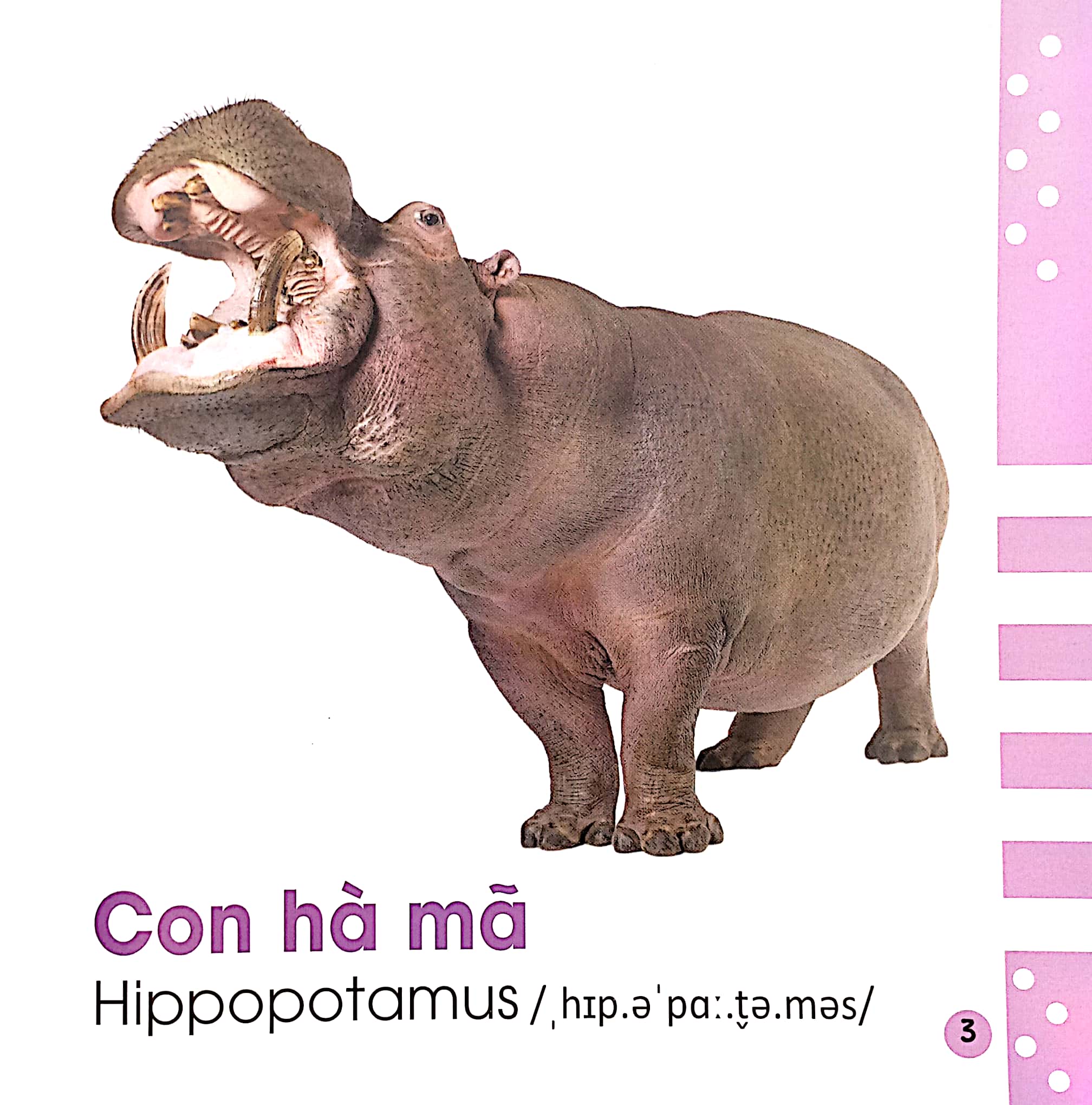 từ điển bằng hình cho bé - các loài động vật - animals - Ảnh 4