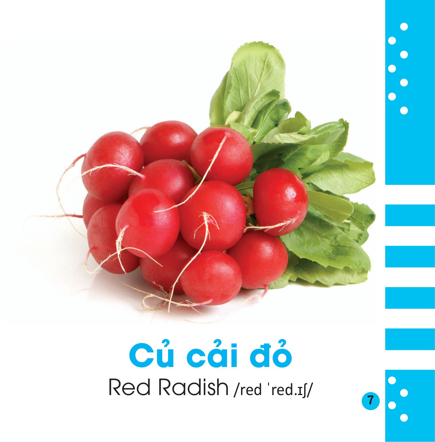 từ điển bằng hình cho bé - các loại rau củ - vegetables - Ảnh 8