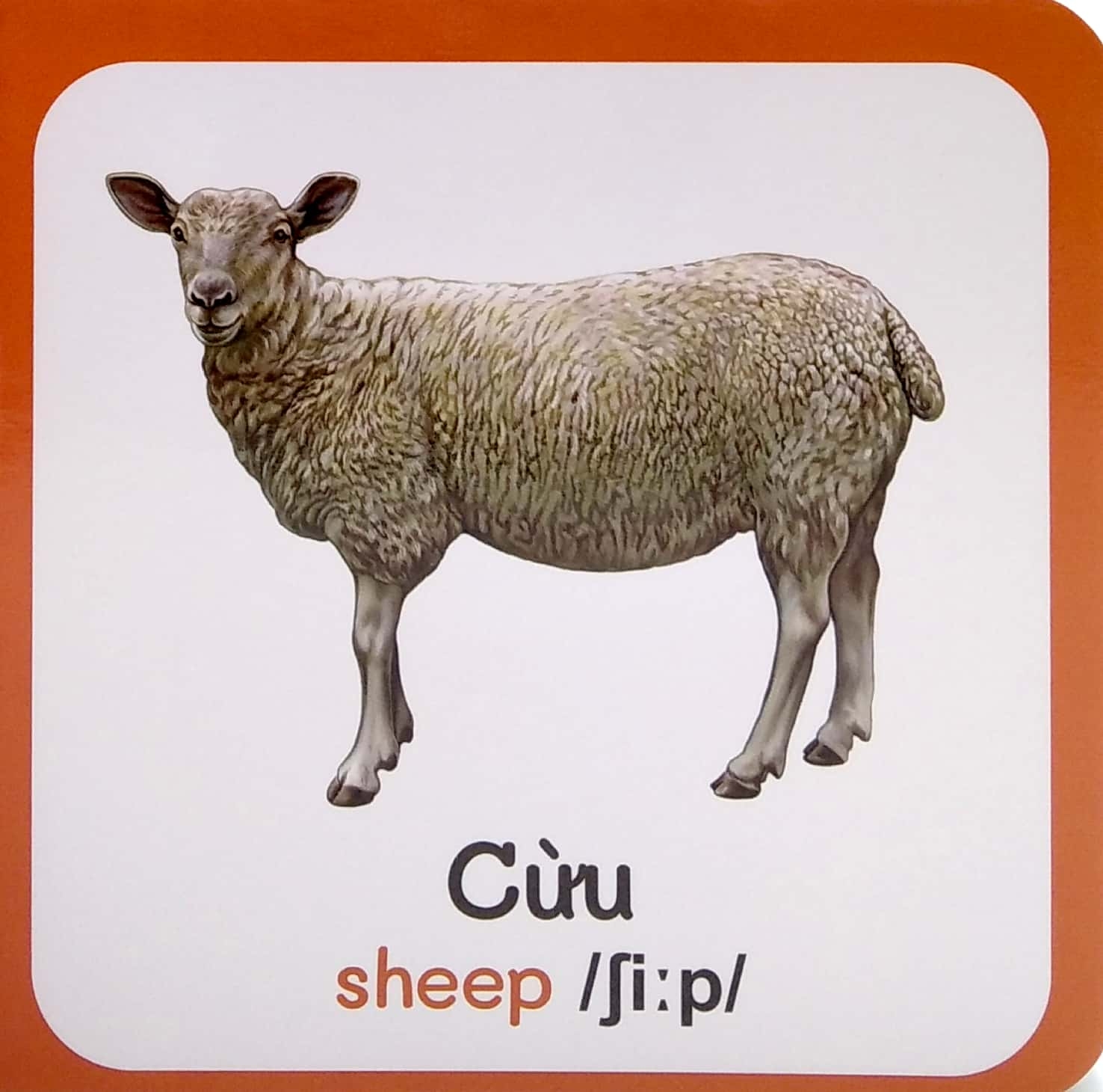 từ điển bằng hình đầu tiên của bé - baby's first picture dictionary - farm animals - động vật nuôi - Ảnh 4