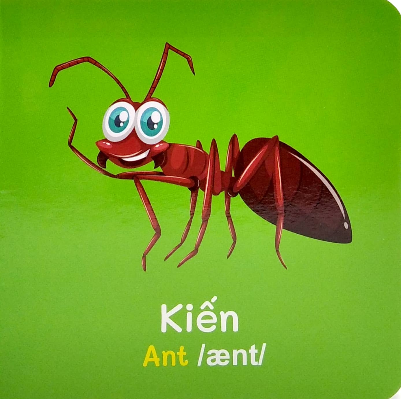 từ điển bằng hình đầu tiên của bé - baby's first picture dictionary - insects - côn trùng - Ảnh 4
