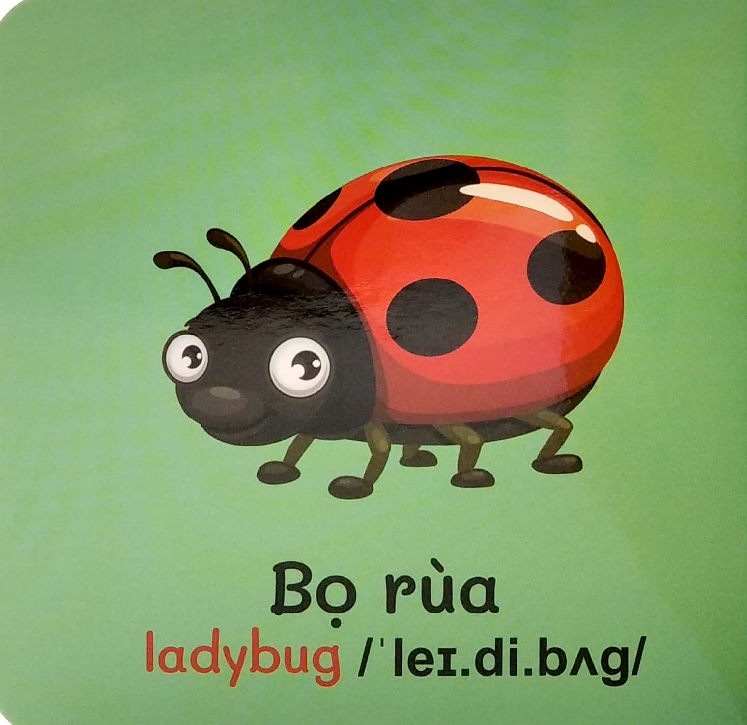 từ điển bằng hình đầu tiên của bé - baby's first picture dictionary - insects - côn trùng - Ảnh 5