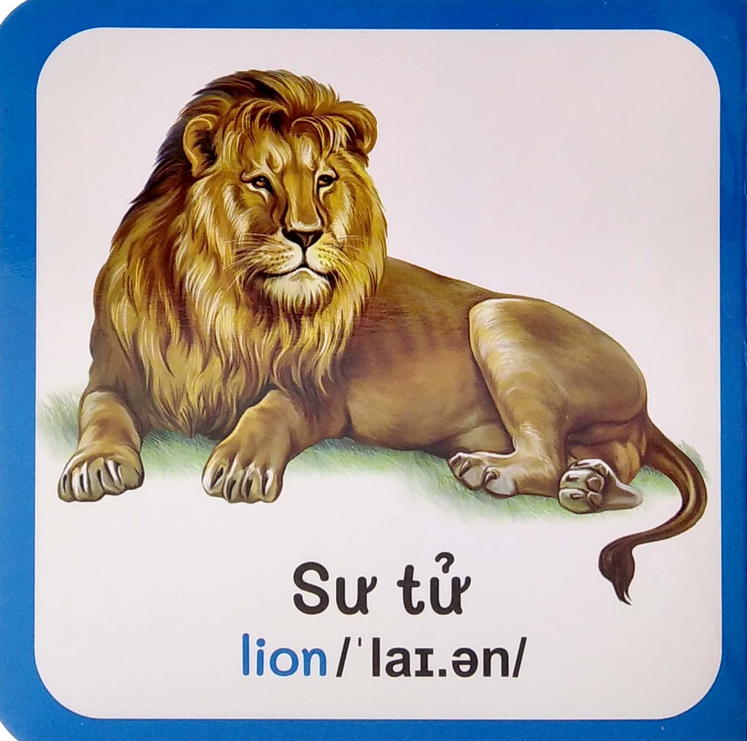 từ điển bằng hình đầu tiên của bé - baby's first picture dictionary - wild animals - động vật hoang dã - Ảnh 3