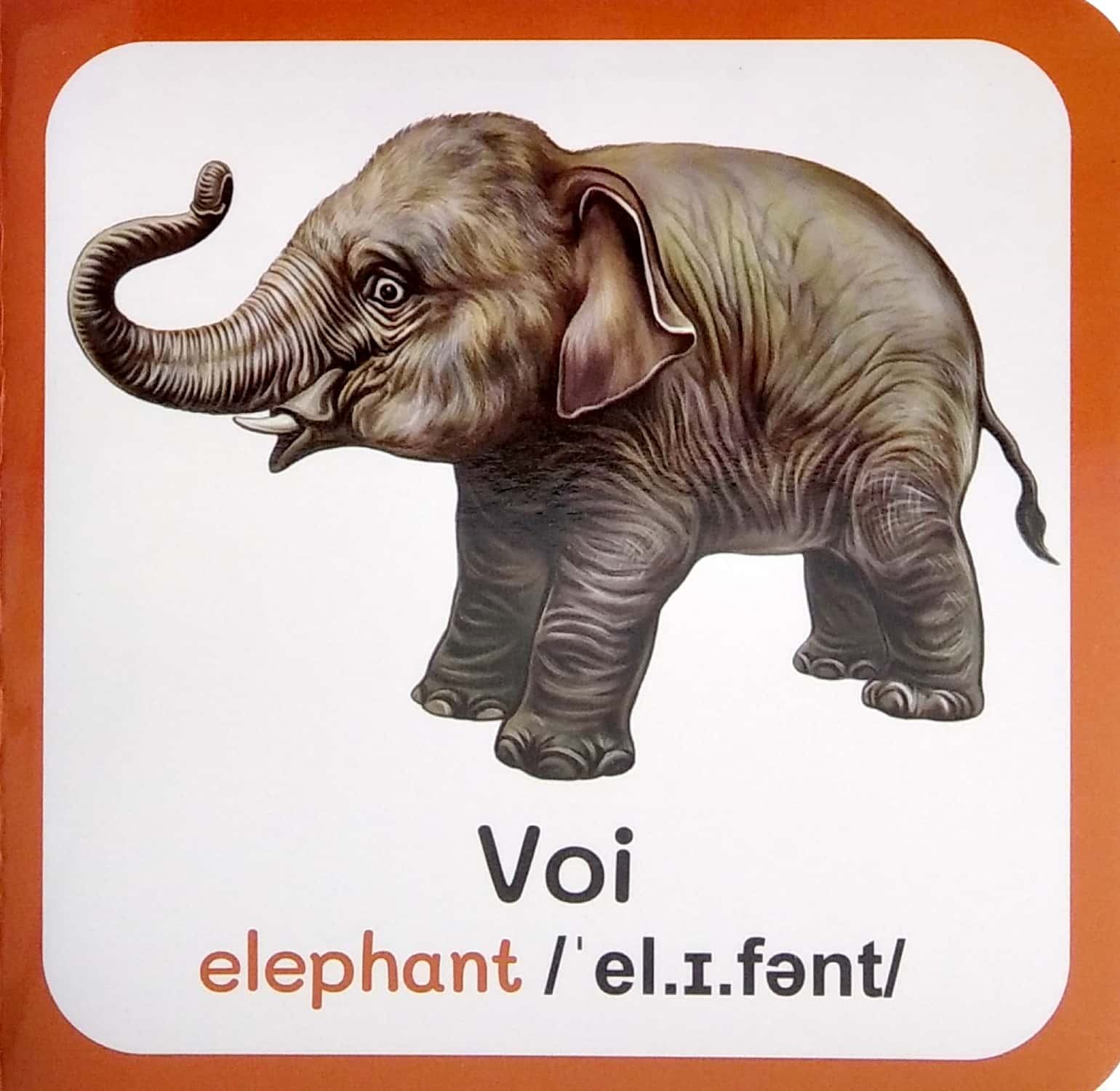 từ điển bằng hình đầu tiên của bé - baby's first picture dictionary - wild animals - động vật hoang dã - Ảnh 4