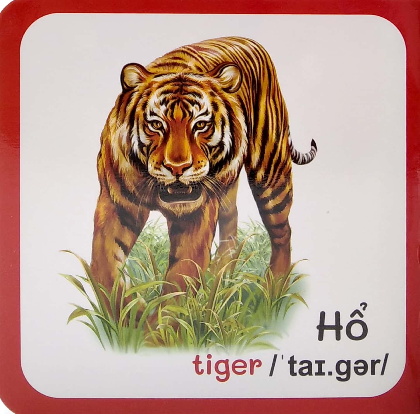 từ điển bằng hình đầu tiên của bé - baby's first picture dictionary - wild animals - động vật hoang dã - Ảnh 5