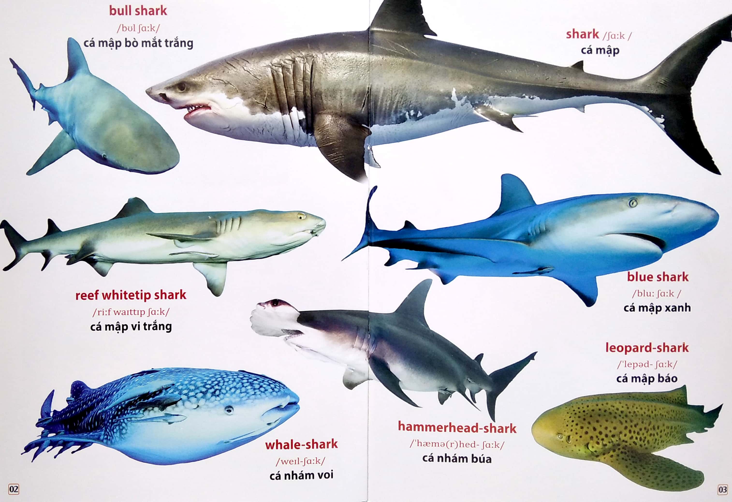 từ điển bằng hình - động vật dưới nước (song ngữ anh - việt) - Ảnh 3