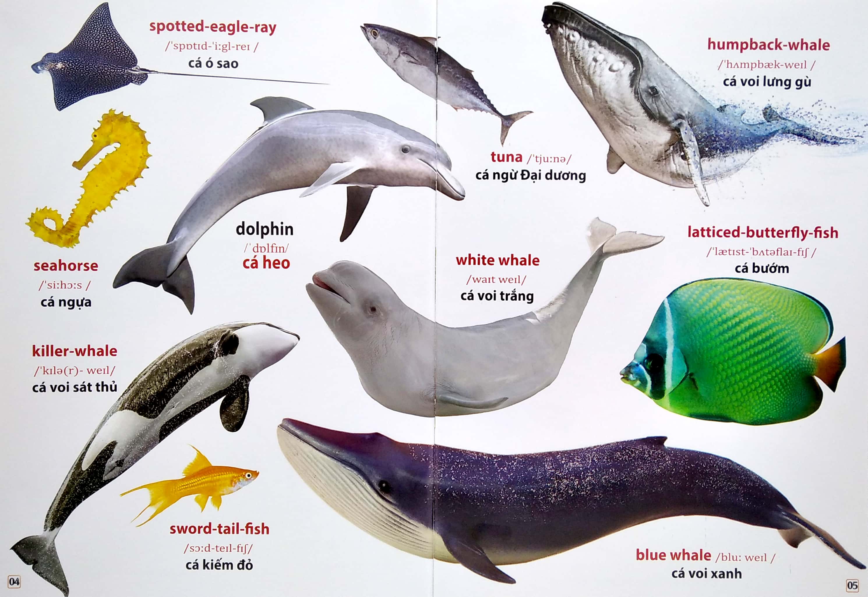 từ điển bằng hình - động vật dưới nước (song ngữ anh - việt) - Ảnh 4