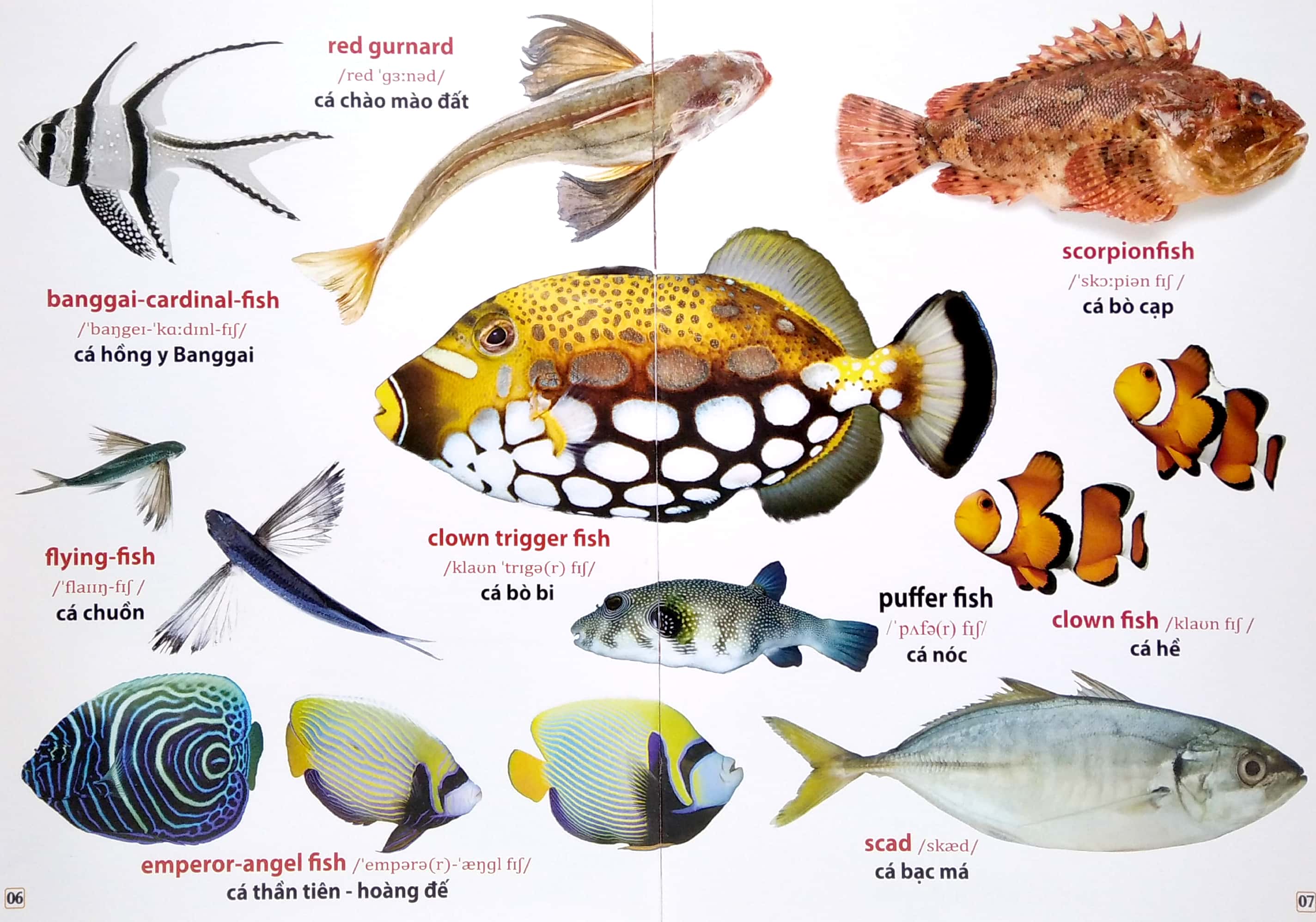 từ điển bằng hình - động vật dưới nước (song ngữ anh - việt) - Ảnh 5