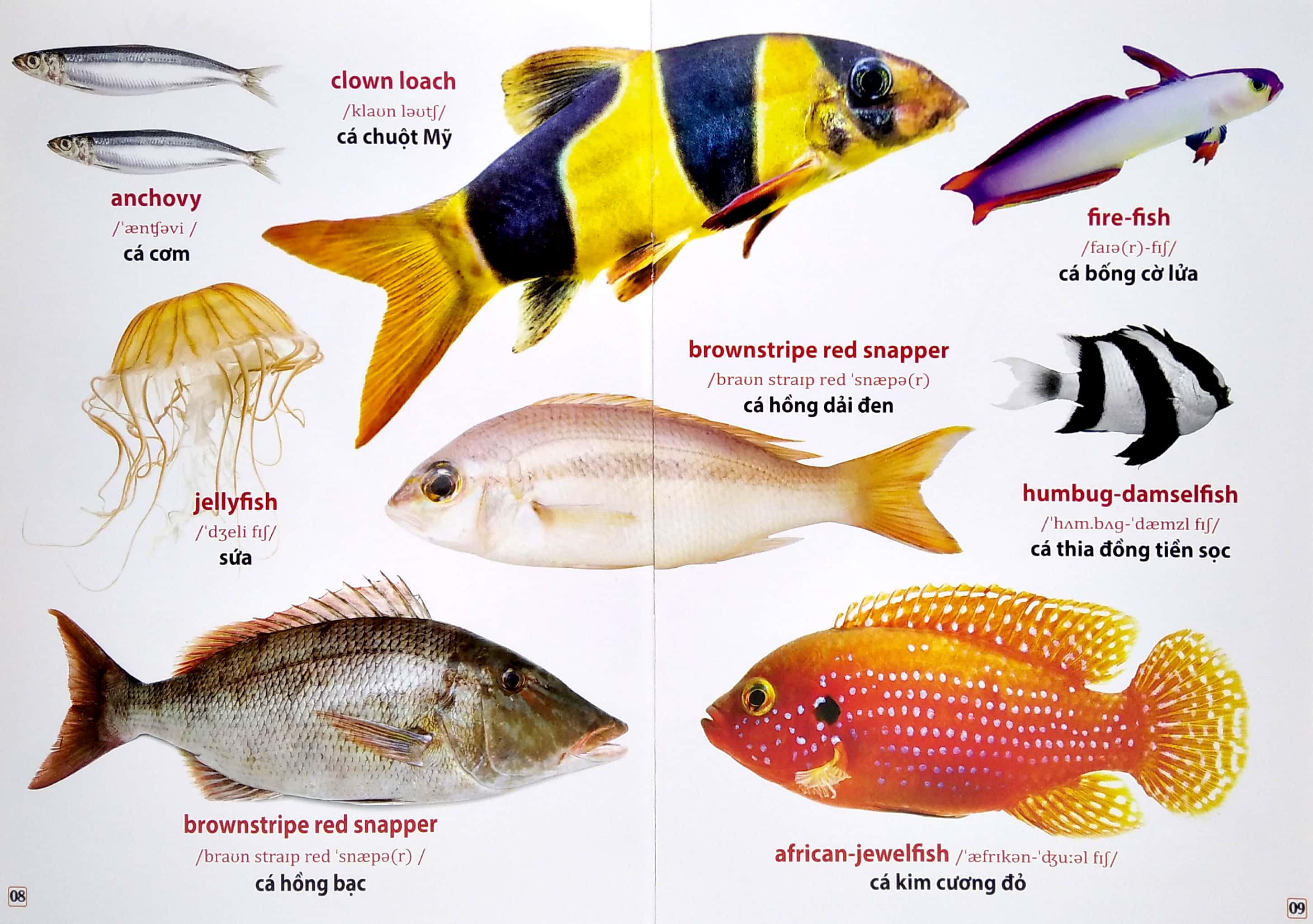 từ điển bằng hình - động vật dưới nước (song ngữ anh - việt) - Ảnh 6