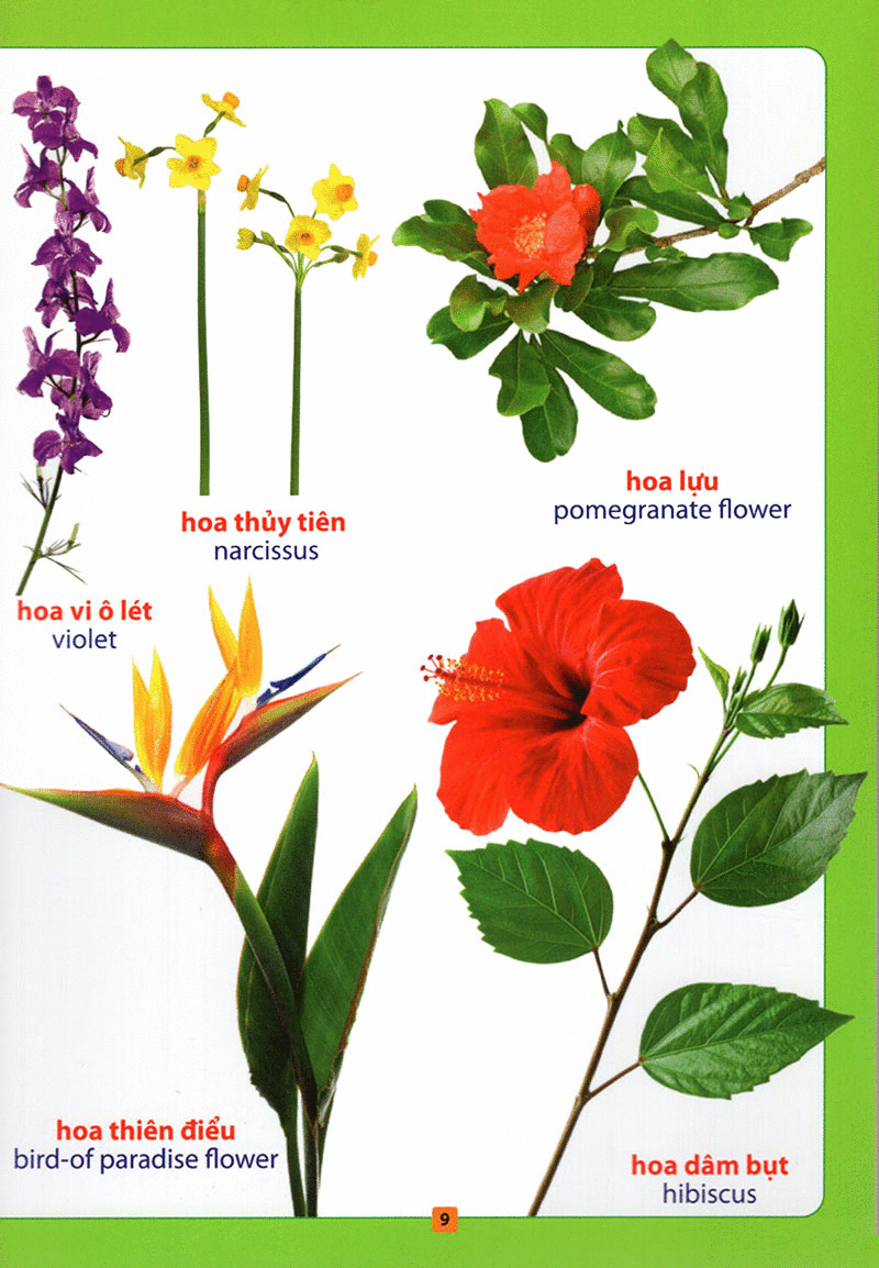 từ điển bằng hình - hoa, quả, rau củ (tái bản 2018) - Ảnh 10