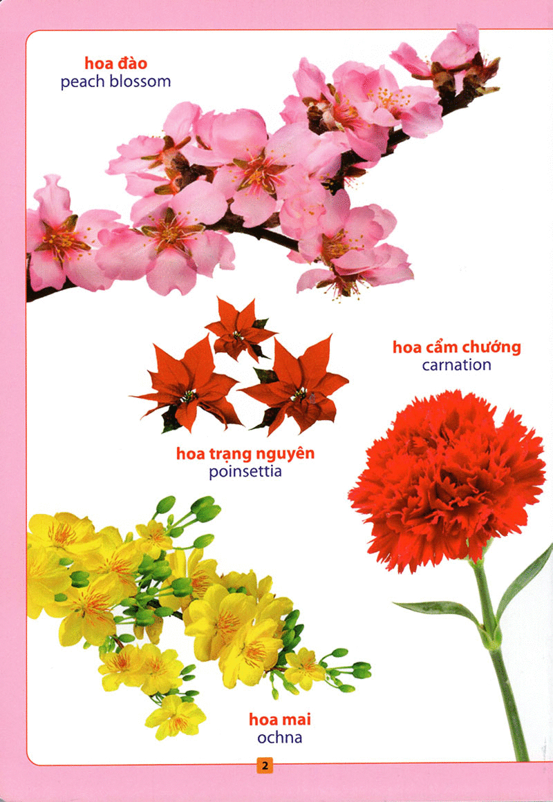 từ điển bằng hình - hoa, quả, rau củ (tái bản 2018) - Ảnh 3