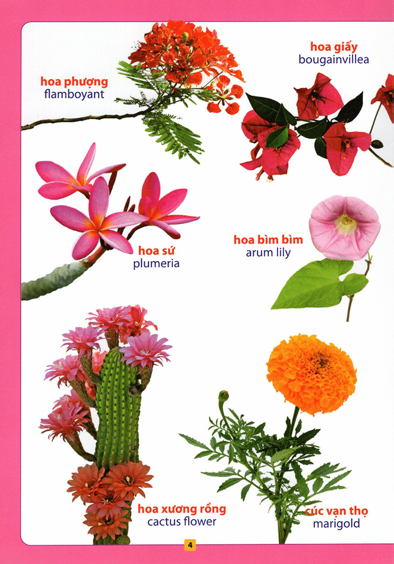 từ điển bằng hình - hoa, quả, rau củ (tái bản 2018) - Ảnh 5