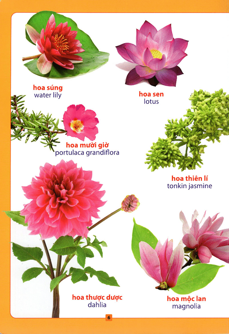 từ điển bằng hình - hoa, quả, rau củ (tái bản 2018) - Ảnh 7