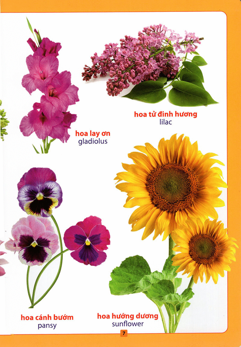 từ điển bằng hình - hoa, quả, rau củ (tái bản 2018) - Ảnh 8