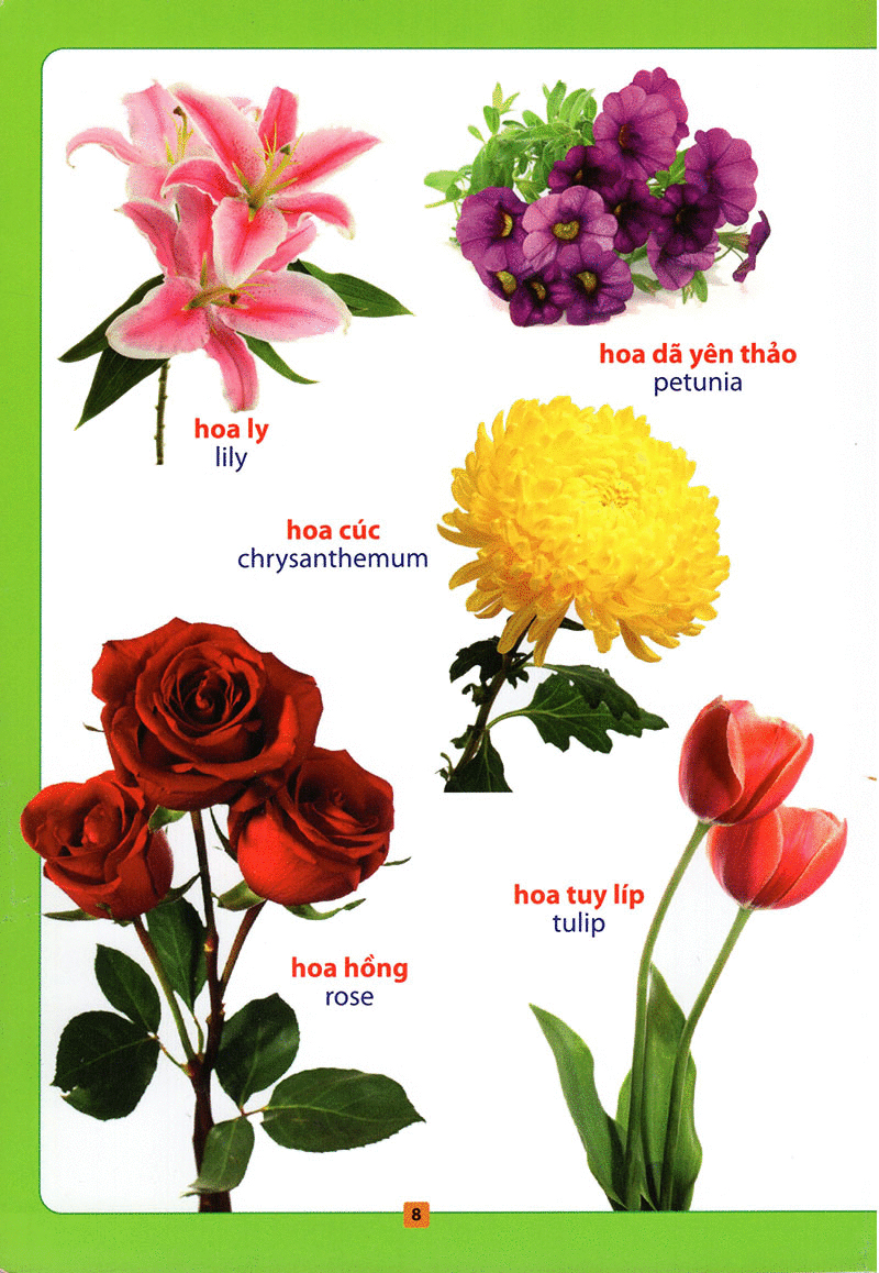 từ điển bằng hình - hoa, quả, rau củ (tái bản 2018) - Ảnh 9