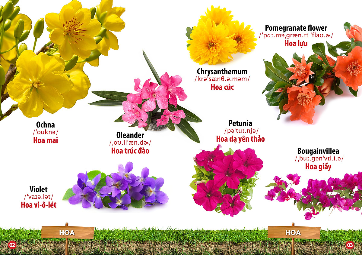 từ điển bằng hình - song ngữ anh-việt - hoa, quả, rau, củ - Ảnh 3