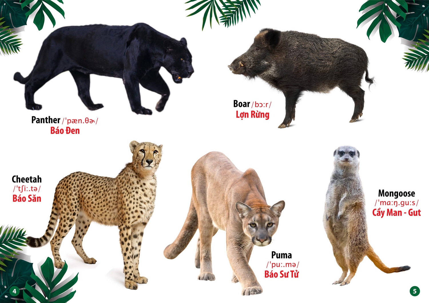từ điển bằng hình - song ngữ anh-việt - thế giới động vật (tái bản 2023) - Ảnh 3