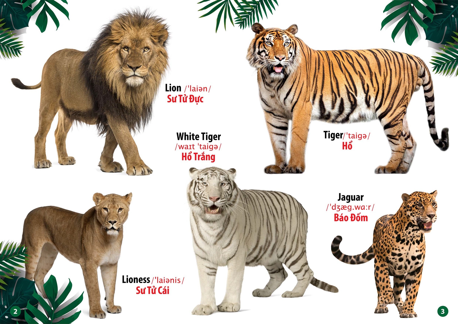 từ điển bằng hình - song ngữ anh-việt - thế giới động vật (tái bản 2023) - Ảnh 5