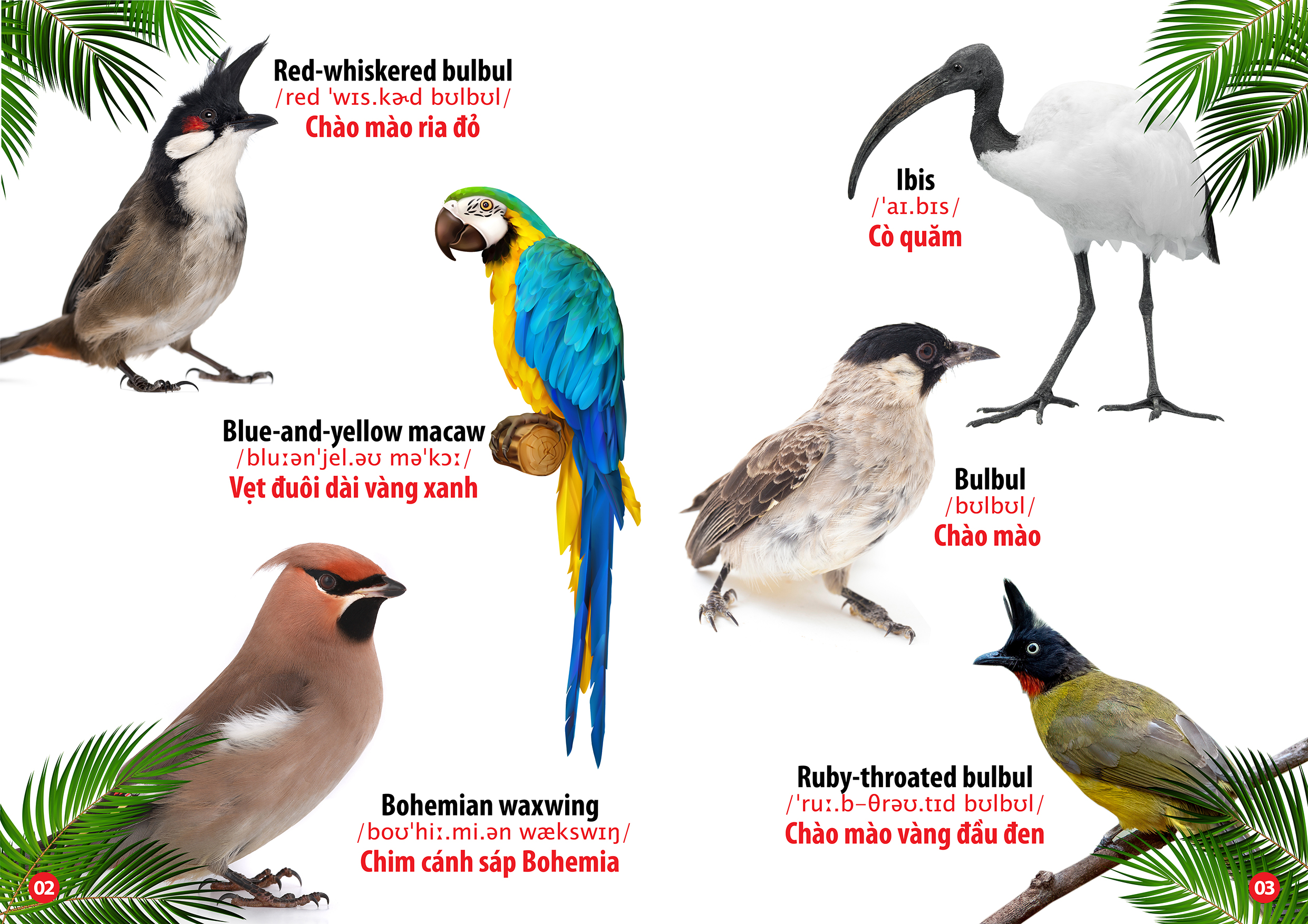 từ điển bằng hình thế giới loài chim (song ngữ anh - việt) - Ảnh 3