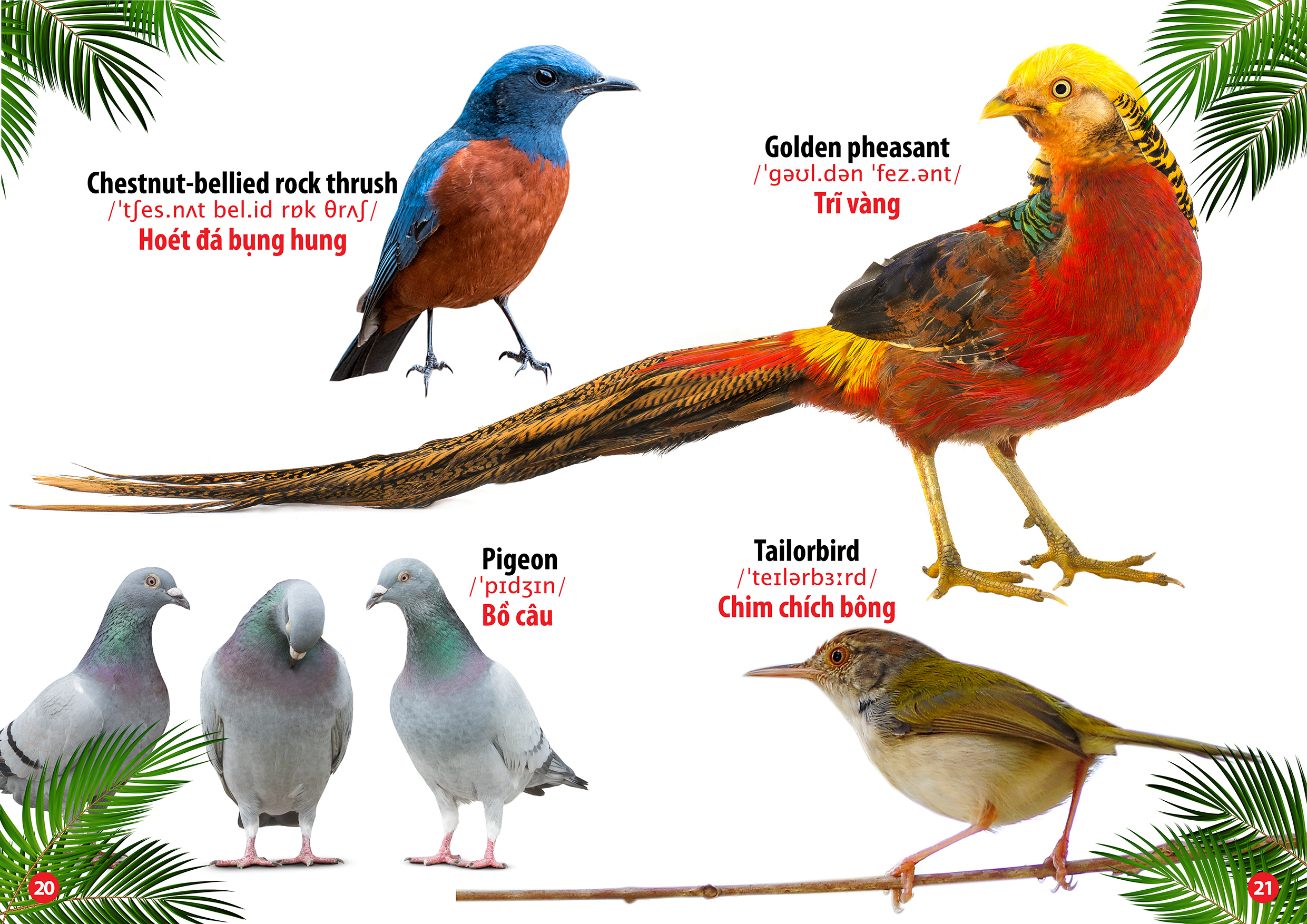 từ điển bằng hình thế giới loài chim (song ngữ anh - việt) - Ảnh 4