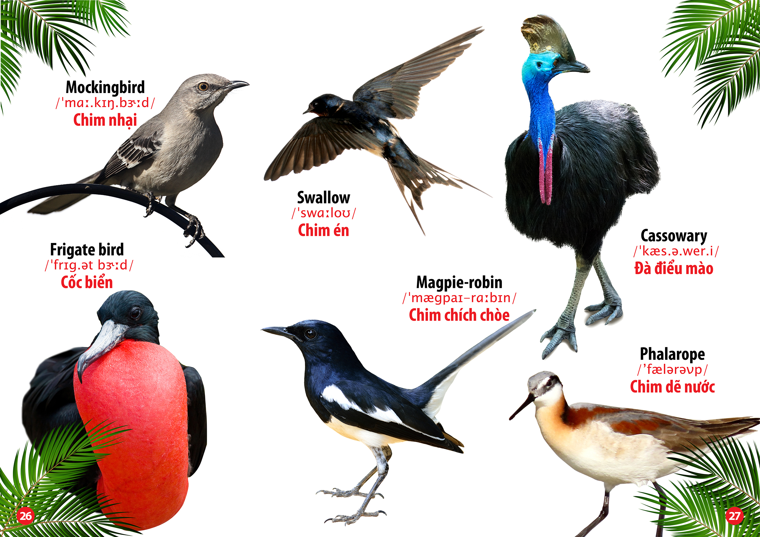 từ điển bằng hình thế giới loài chim (song ngữ anh - việt) - Ảnh 5