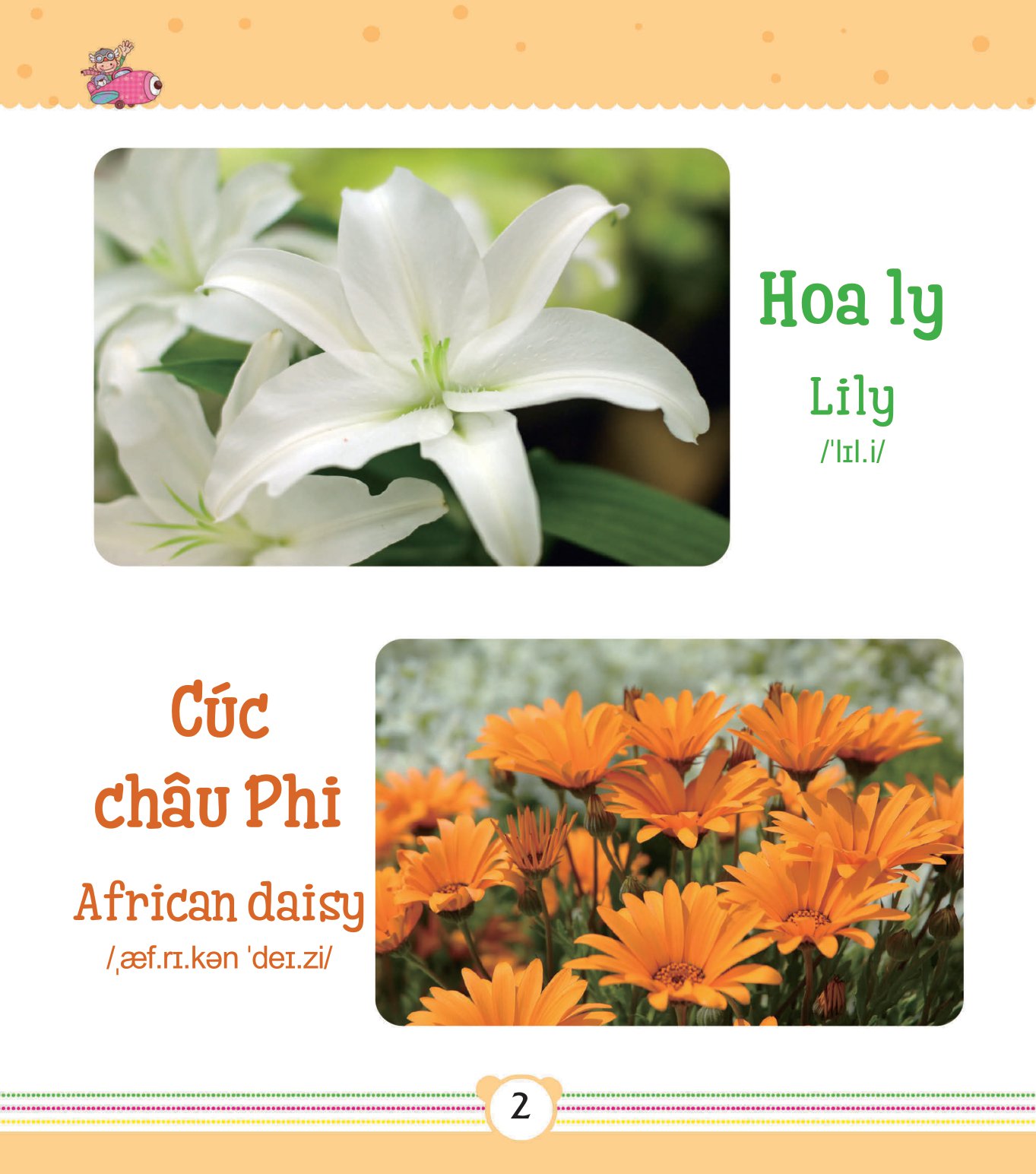 từ điển bằng tranh dành cho trẻ em - các loài hoa - Ảnh 3