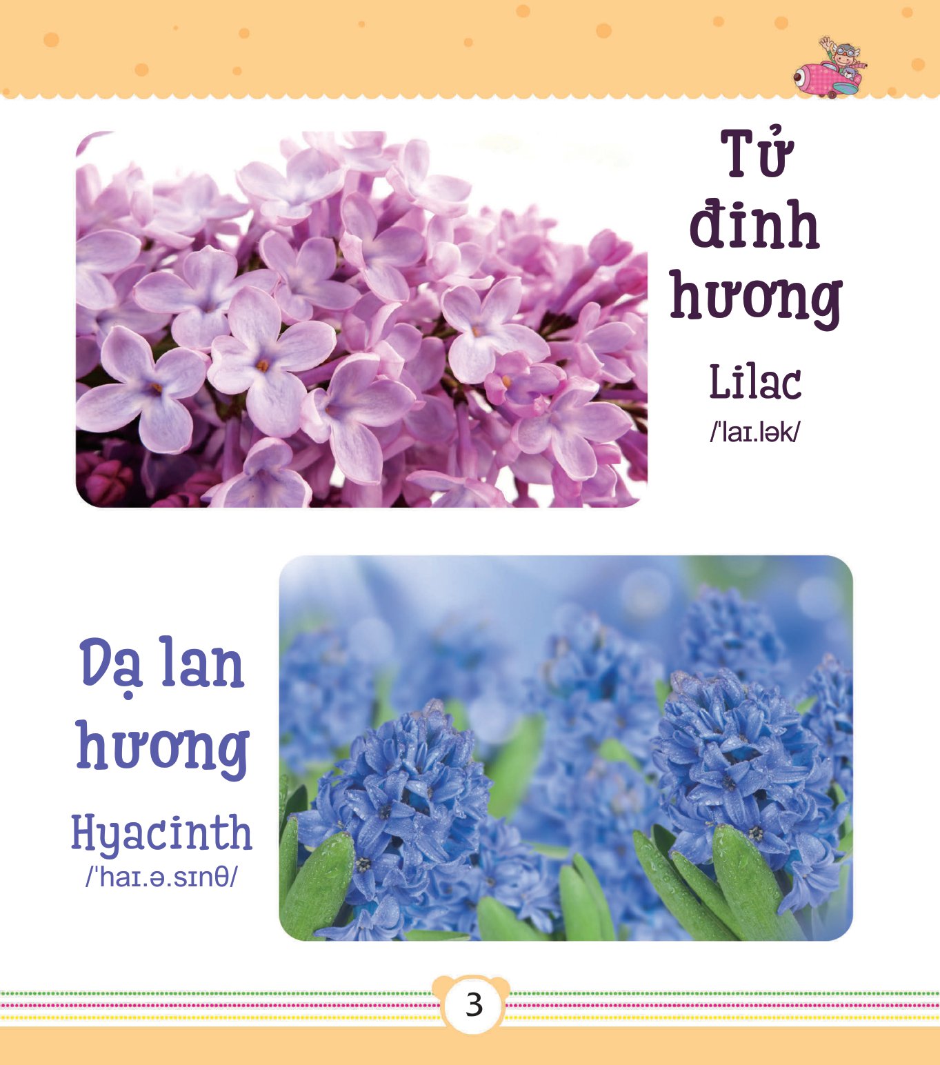 từ điển bằng tranh dành cho trẻ em - các loài hoa - Ảnh 4