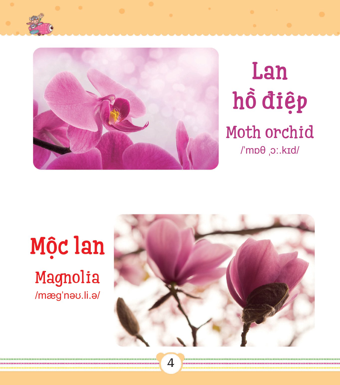 từ điển bằng tranh dành cho trẻ em - các loài hoa - Ảnh 5